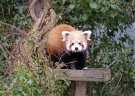 Wildlife Park Red Panda