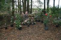 Richard Lucas checks new camellias for planting in woodland area at the Milntown estate in Lezayre