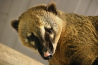 One of the new Coatis which have arrived at the Wildlife Park with support from the Isle of Man Steam Packet Company