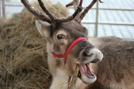 Donner the reindeer, who is visiting the Island this weekend with her friend, Blitzen – youngsters can meet them at the Christmas Grotto within Onchan Park’s Winter Wonderland