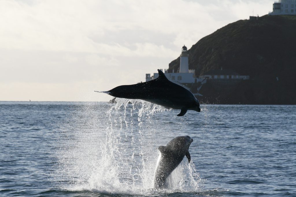 Two dolphins jumping out of the water visible from the Manx coastline 