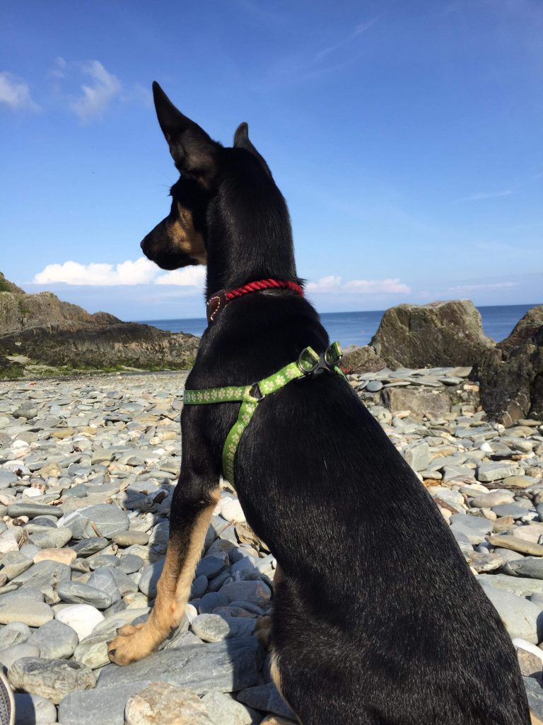 Young puppy called Darwin settling into its new home on the Isle of Man