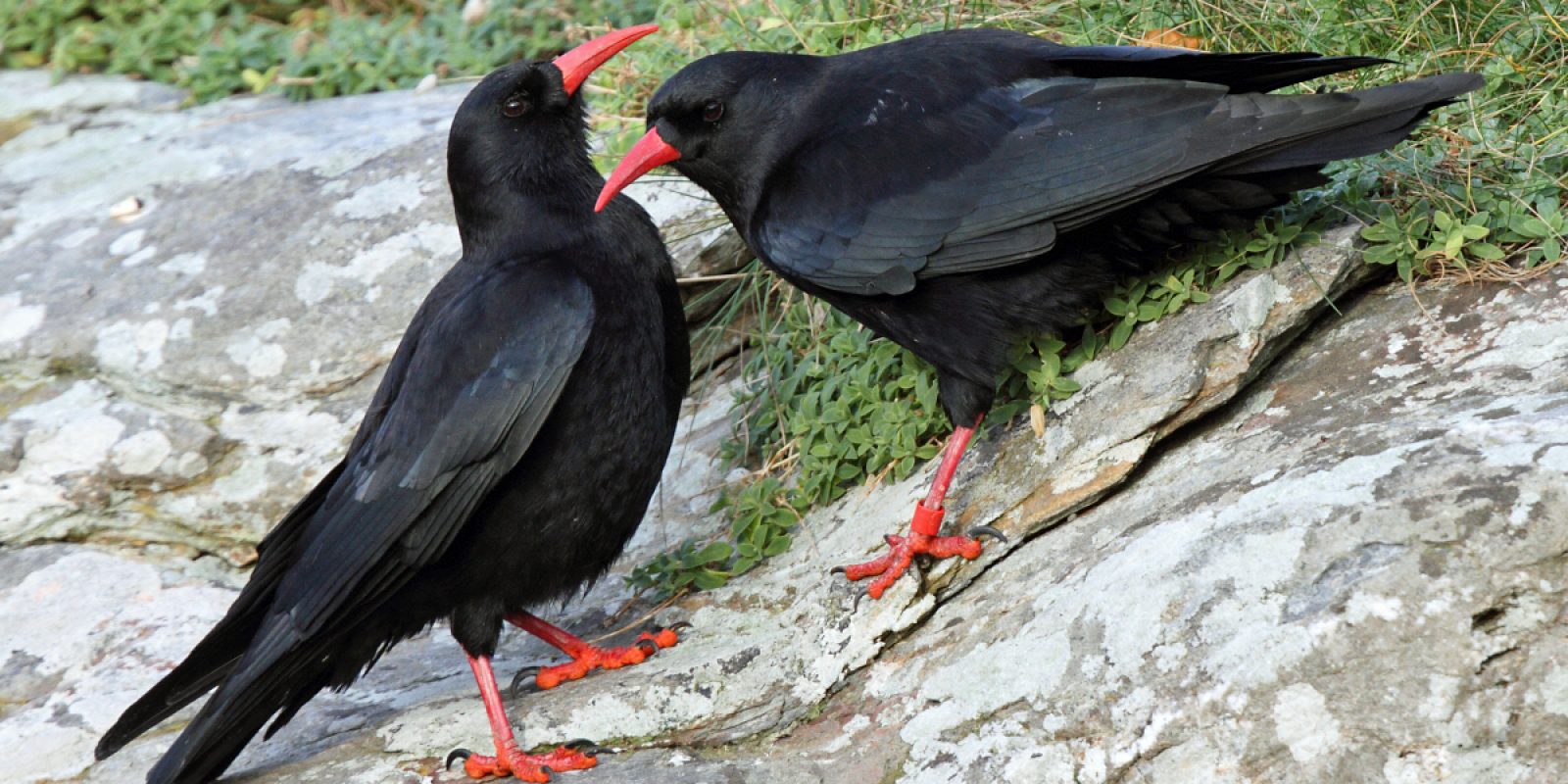 Chough (Pyrrhocorax pyrrhocorax) on typical sea-cliff habitat in the Isle of Man. Photograph by Neil G. Morris
