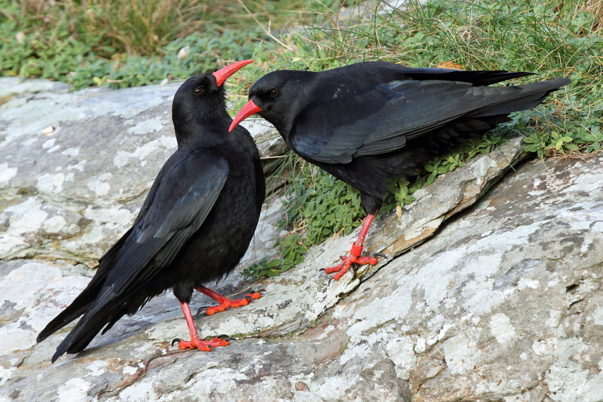 Chough (Pyrrhocorax pyrrhocorax) on typical sea-cliff habitat in the Isle of Man. Photograph by Neil G. Morris