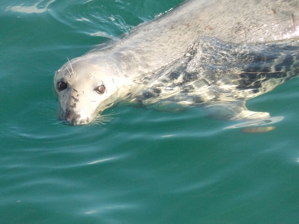 A seal in blue waters poking its head out of the water