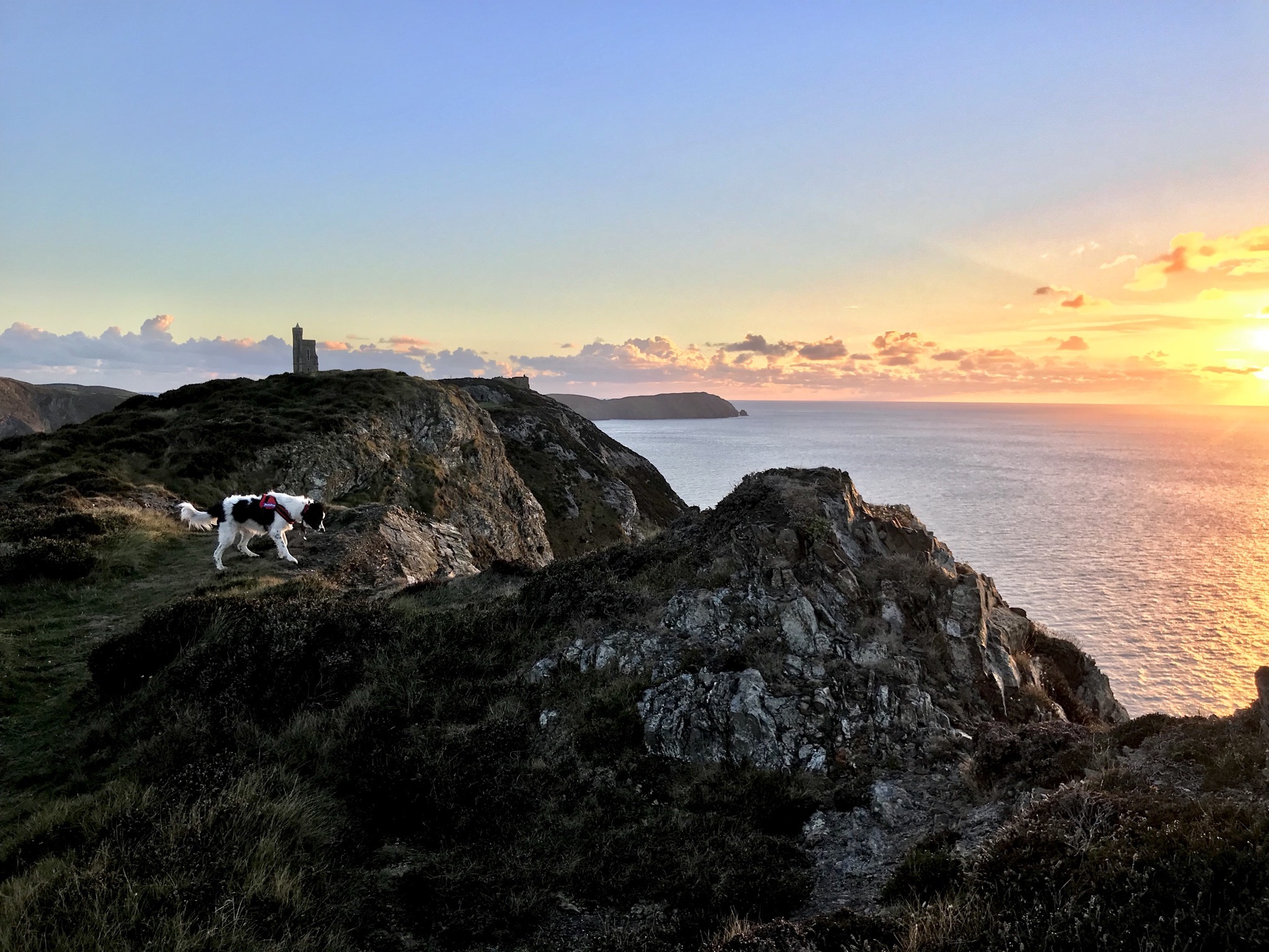 A black and white dog exploring the Isle of Man coastline on a summer’s evening with Bradda Head, Port Erin in the background