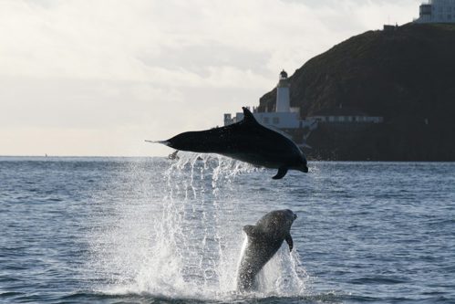 Two dolphins jumping out of the water visible from the Manx coastline
